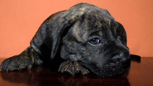 Presa Cane Canario