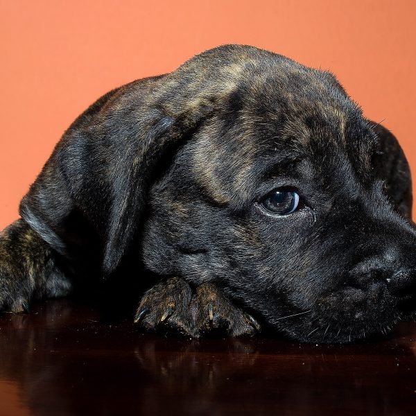 presa canario puppy