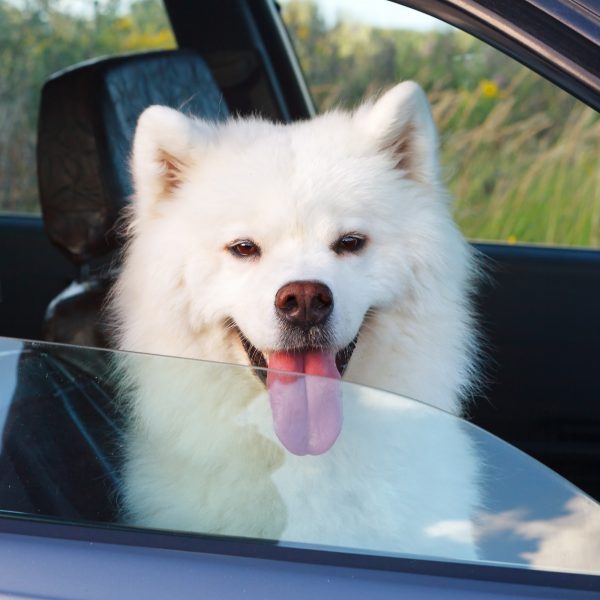 samoyed in a car looking out the window