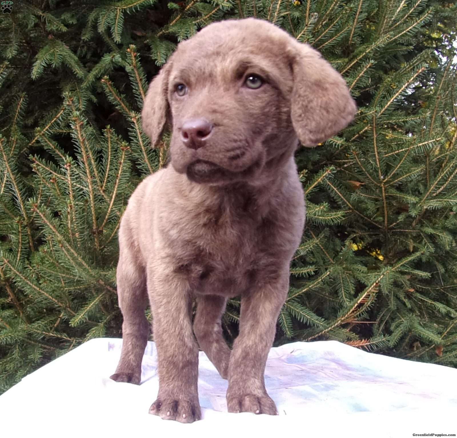 chesapeake bay retriever puppies for sale