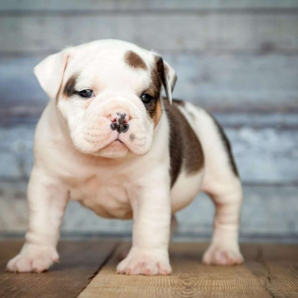 Victorian Bulldog Puppy