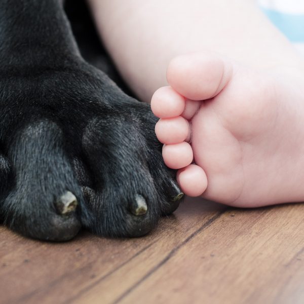closeup de uma pata de cachorro ao lado de um pé de bebê