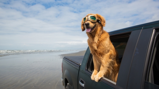 Washington Dog-Friendly Travel Guide