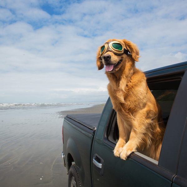 golden retriever wearing googles and riding in a truck