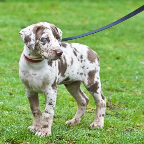 leashed catahoula leopard dog puppy in the grass