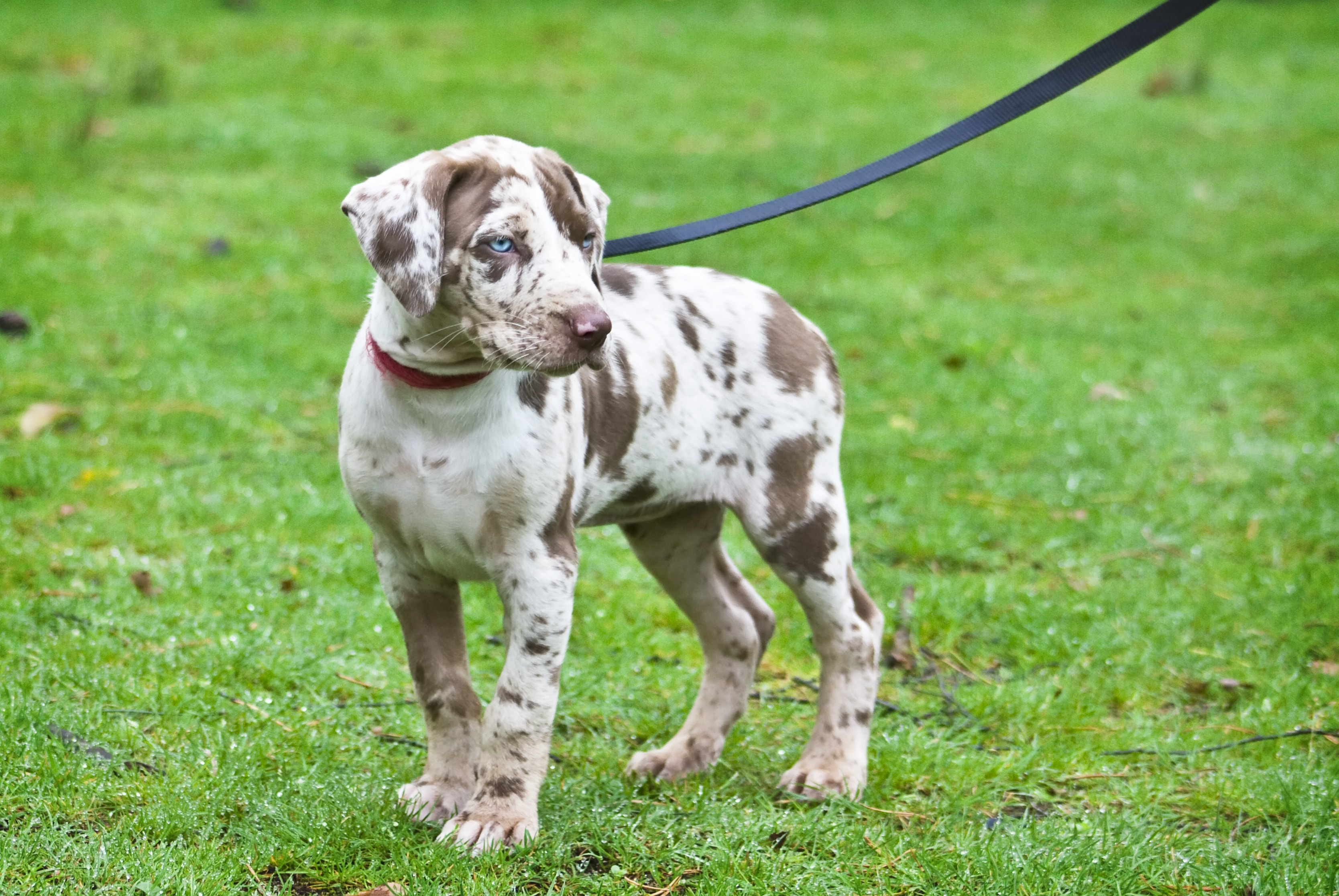 Tips for leash training a cheap puppy