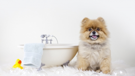 4 Useful Dog Grooming Tips
