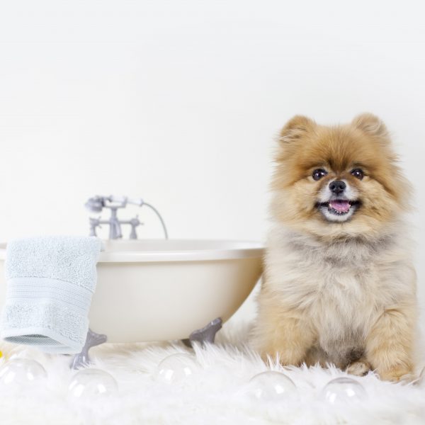 Pomeranian ao lado de uma pequena banheira