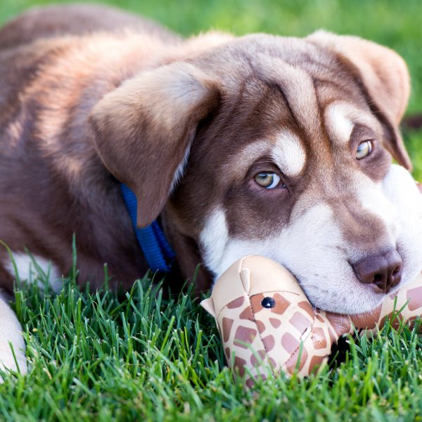 sharpei mix puppy lying in grass and chewing on a giraffe toy