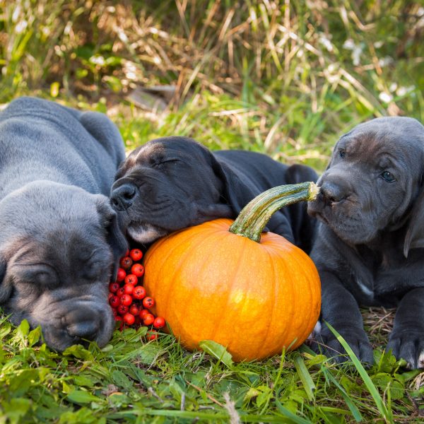 three great dane puppies lying in the grass with a pumpkin
