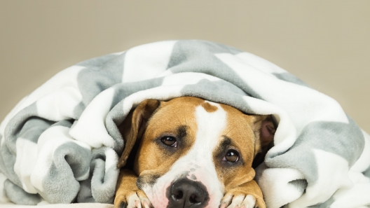 8 Diseases You Can Spread to Your Dog