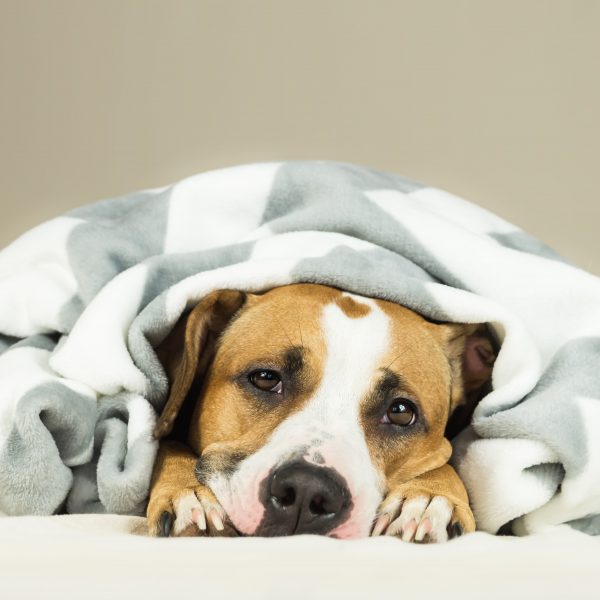 tired staffordshire terrier puppy under a blanket