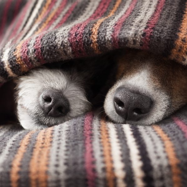two dogs sleeping under a blanket with only their snouts sticking out
