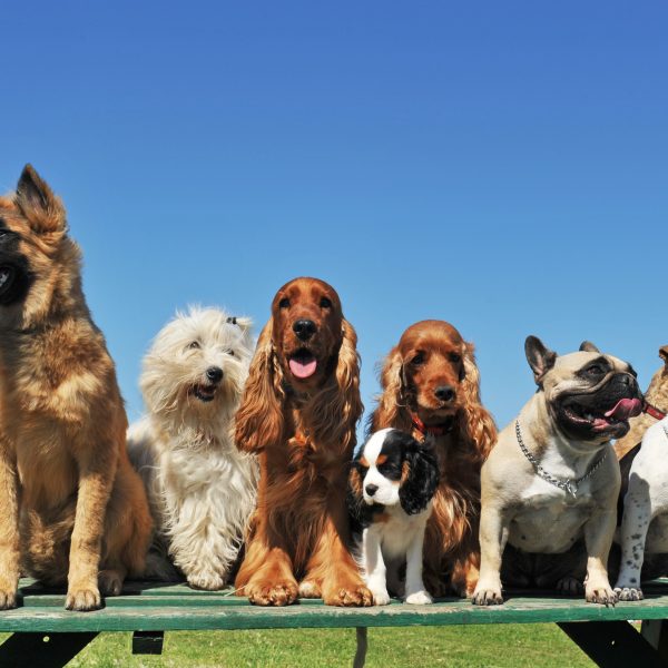 various breeds of puppies sitting on top of a picnic table