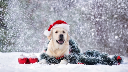 9 Great Christmas Gifts for Dogs