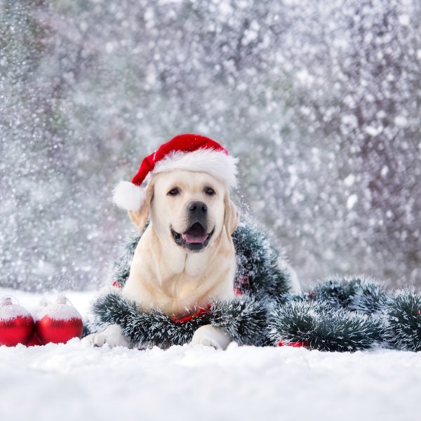 yellow lab in a santa hat lying in snow