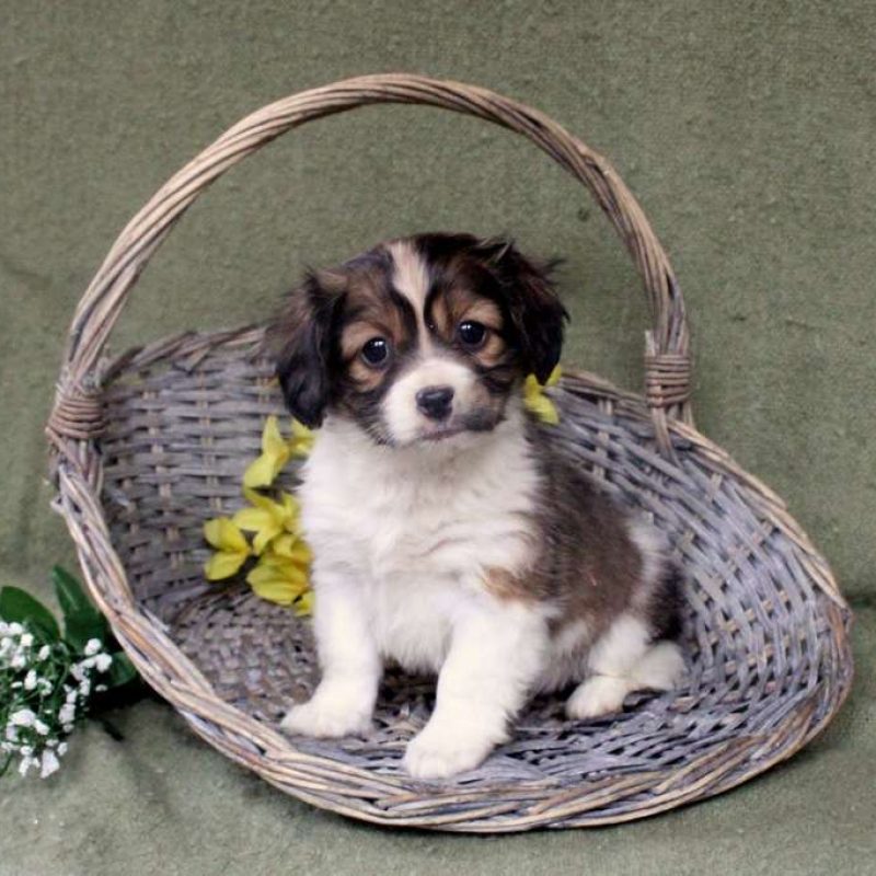 Forever Puppies for Sale Greenfield Puppies