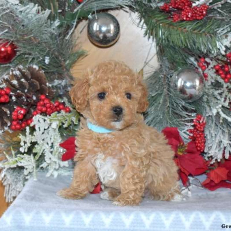 Forever Puppies for Sale Greenfield Puppies