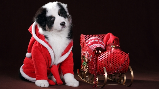 How to Prep Your Dog to Meet Santa