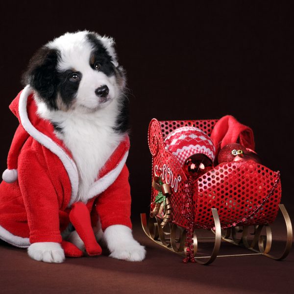 border collie puppy in santa outfit next to a sleigh