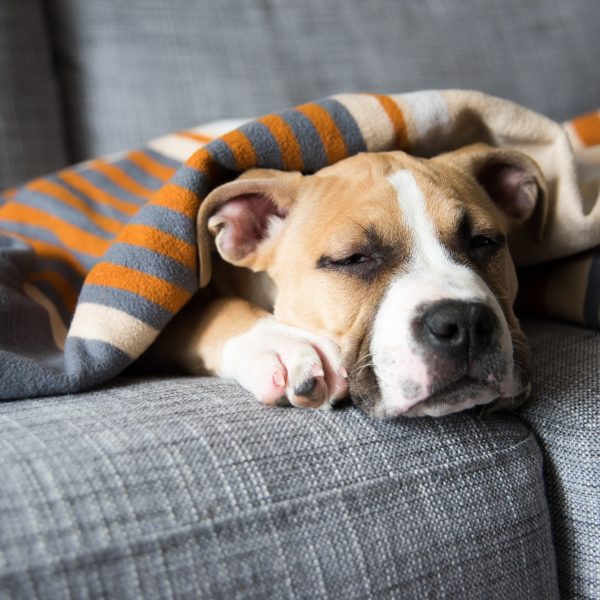 bulldog mix puppy sleeping under a blanket on a gray sofa