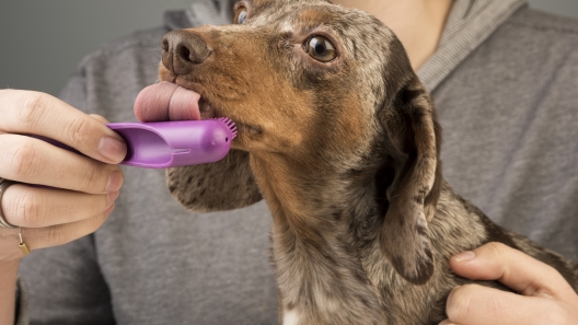 4 Ways to Reduce Bad Breath in Your Dog