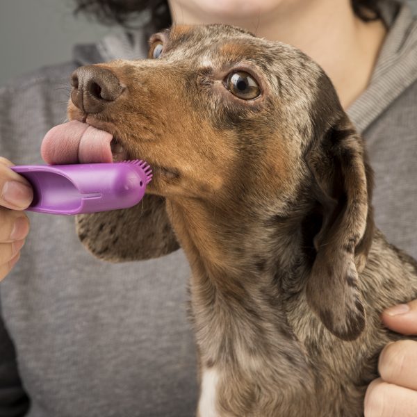 dapple dachshund lambendo escova de dentes de cachorro roxo