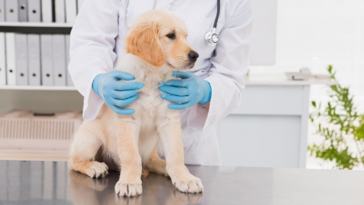 7 Signs You Should Get Your Dog’s Thyroid Checked