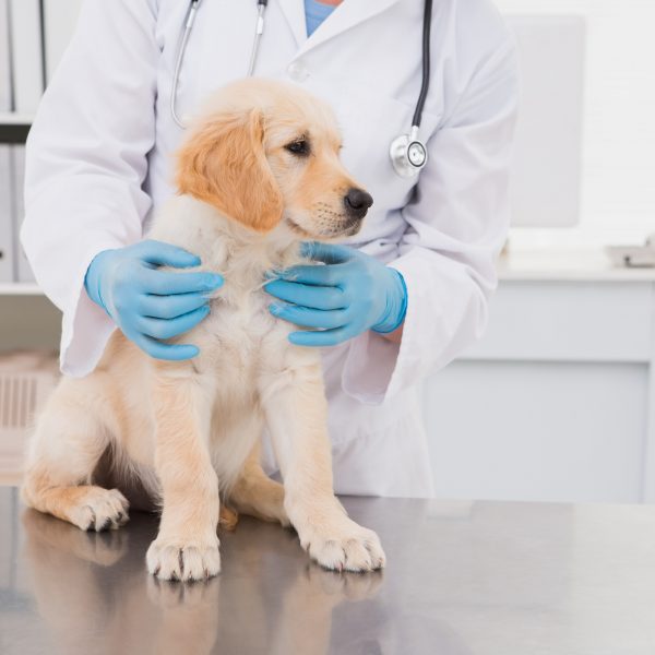 golden retriever puppy at the vet
