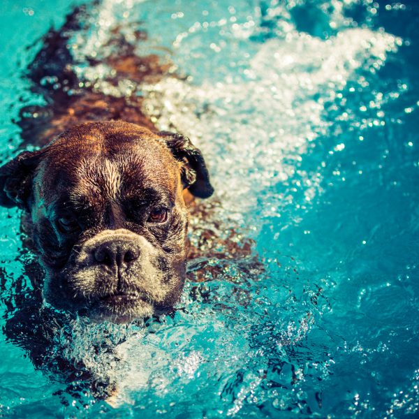 cachorro boxer velho nadando em uma piscina