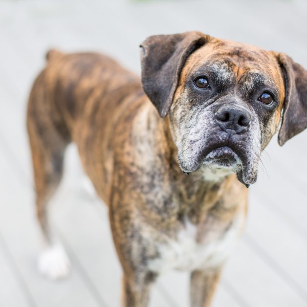 older brindle boxer dog