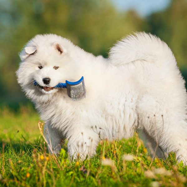 samoyed puppy standing in grass with a brush in its mouth
