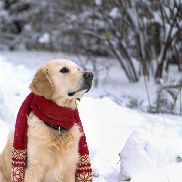 young golden retriever wearing a red scarf in the snow