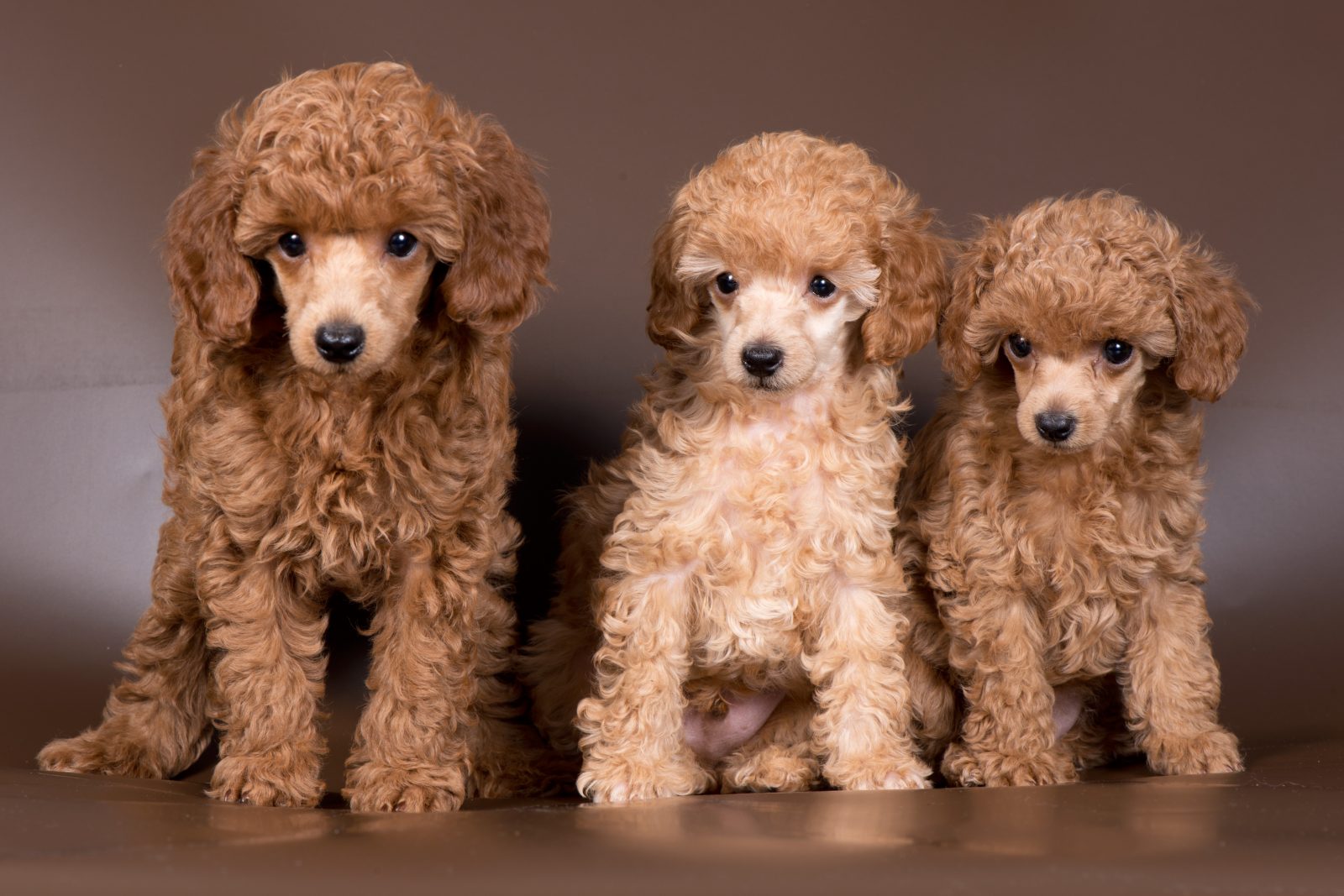 5 Facts About Miniature Poodles Greenfield Puppies