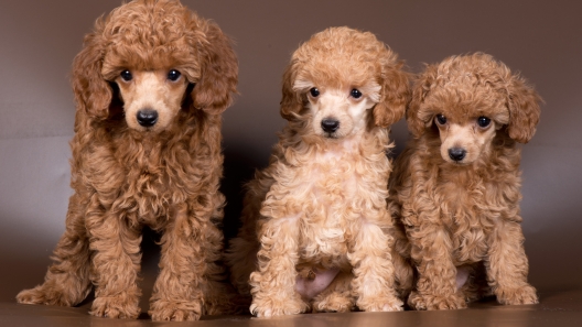 5 Facts About Miniature Poodles