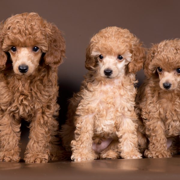3 miniature poodle puppies sitting together