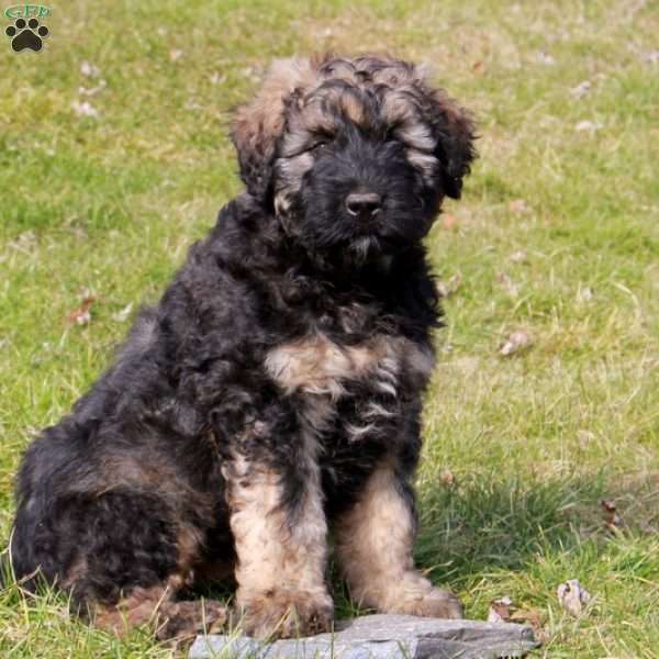 can a australian shepherd and a bouvier des ardennes be friends