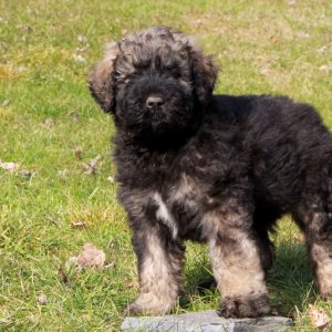 Bouvier des Flandres