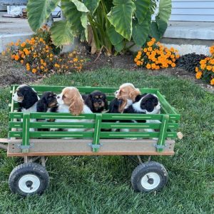 Owl Creek Cavaliers, View Puppies Breeder