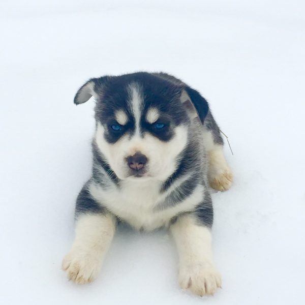 Siberian Retriever/Huskador Puppies For Sale | Greenfield Puppies