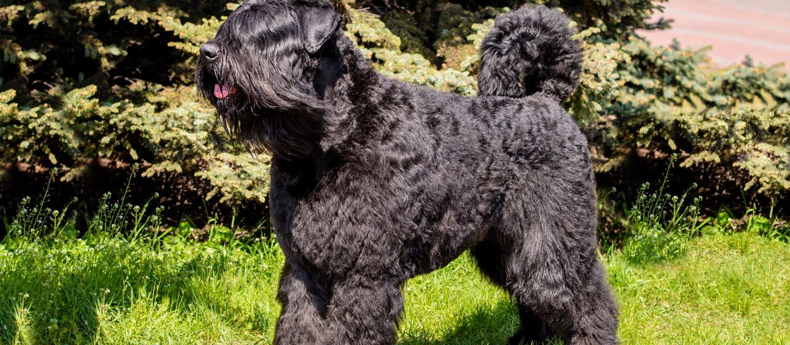 Bouvier des Flandres