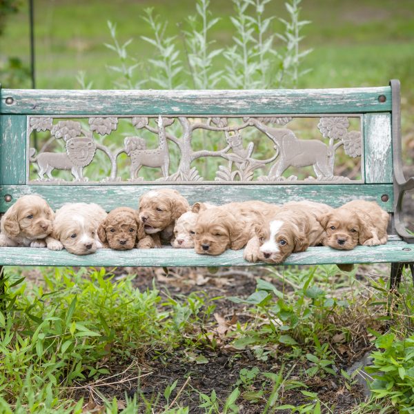 cockapoo puppies sleeping on a garden bench