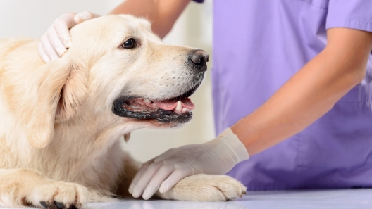What You Need to Know About Breast Cancer in Dogs
