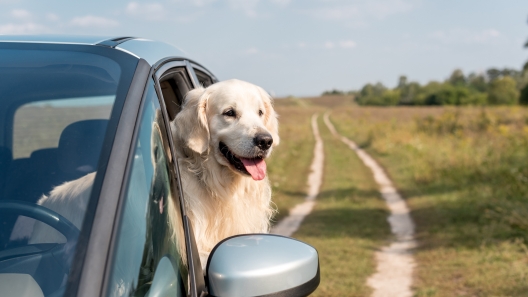 North Carolina Dog-Friendly Travel Guide