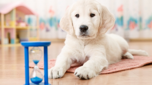 6 House Training Tips to Help Potty Train Your Puppy
