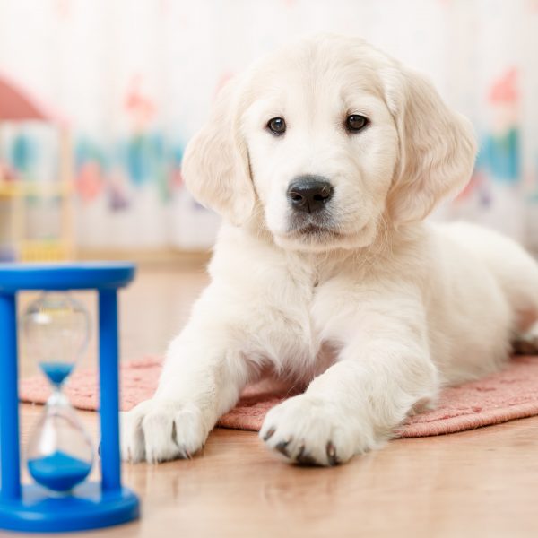 hourglass next to a golden retriever puppy