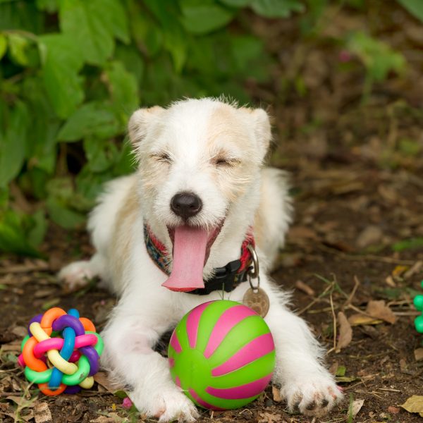 puppy lying in the dirt outside surrounded by dog toys