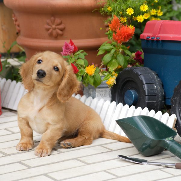 puppy sitting next to gardening tools