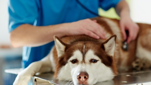 What You Need to Know About Bloat in Dogs