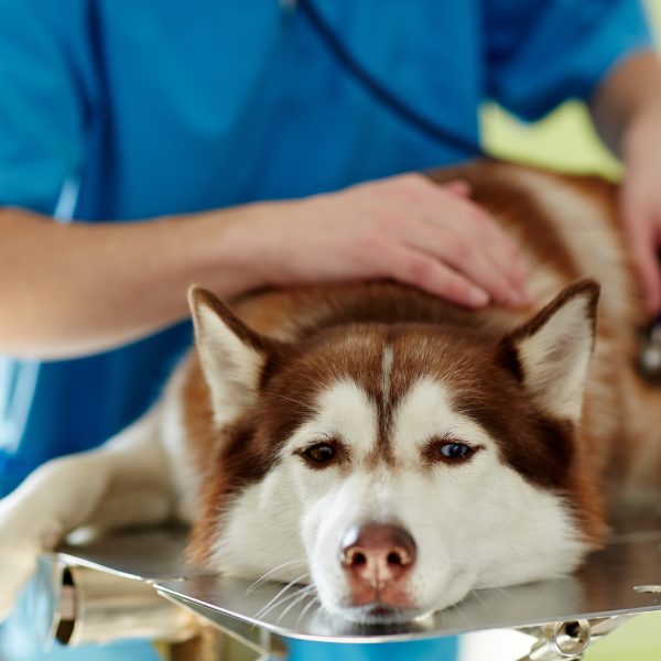 siberian husky looking tired at the vet